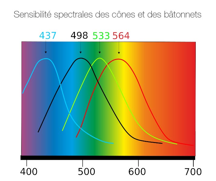 Sensibilité spectrale des cônes et bâtonnets humains